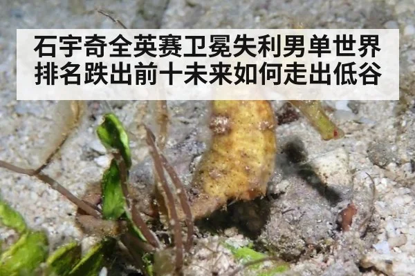 石宇奇全英赛卫冕失利男单世界排名跌出前十未来如何走出低谷 | 6686.com